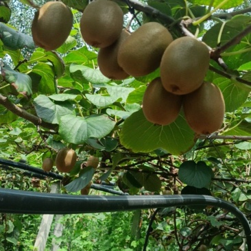 猕猴桃🥝