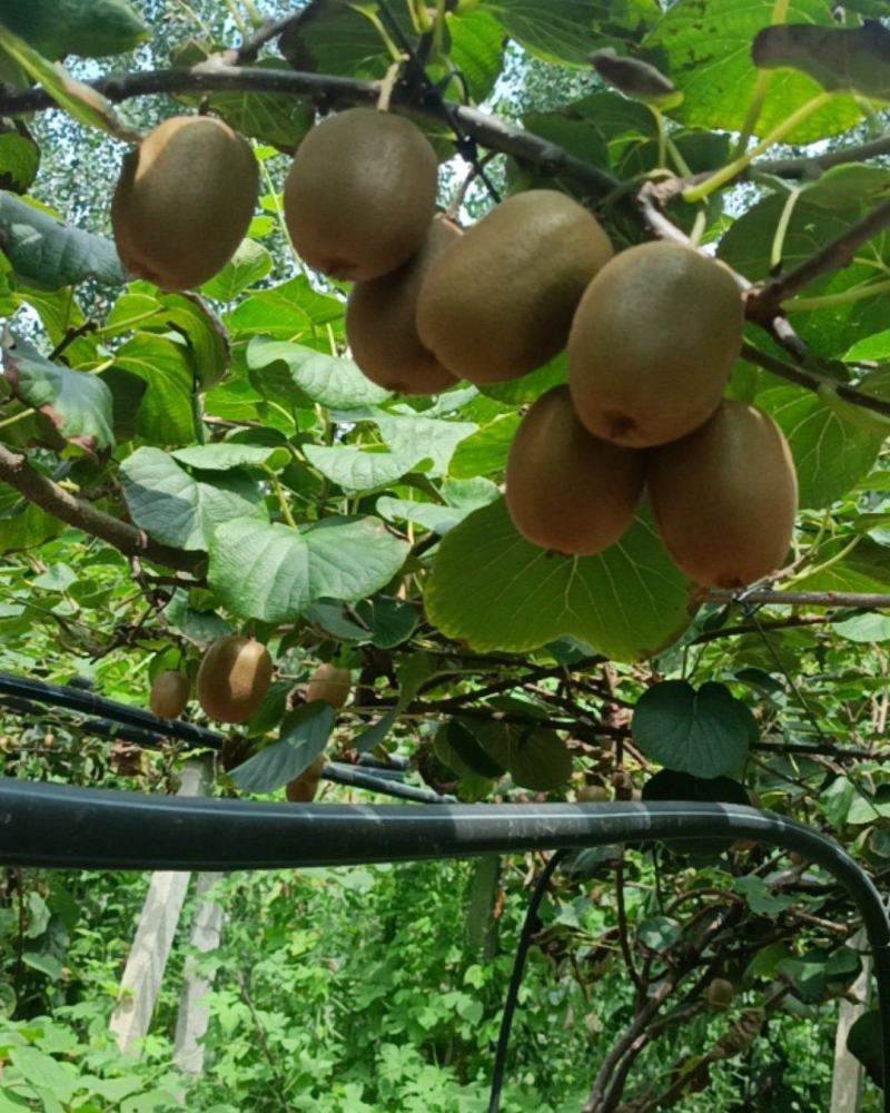 猕猴桃🥝