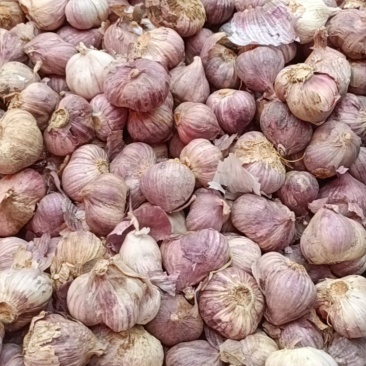 紫皮三丫蒜混合独蒜