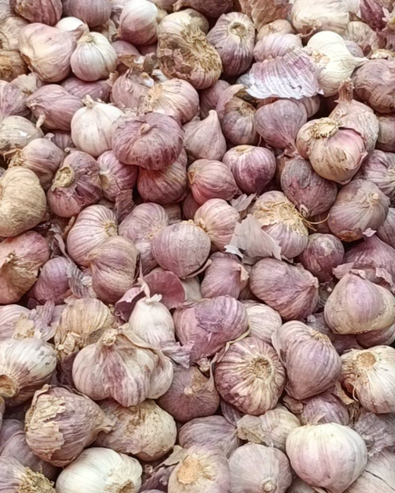紫皮三丫蒜混合独蒜