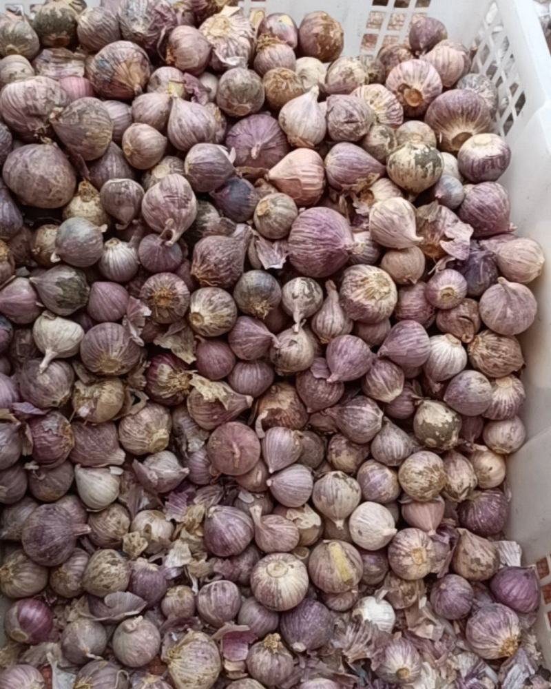 紫皮三丫蒜混合独蒜