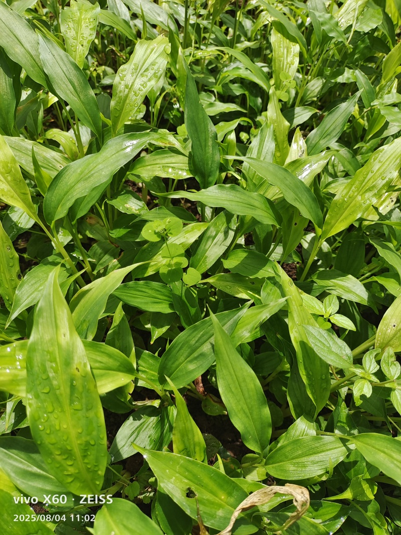 新草果苗