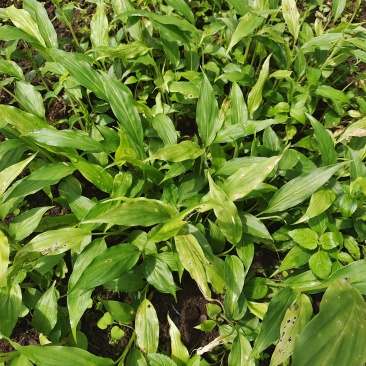 新草果苗