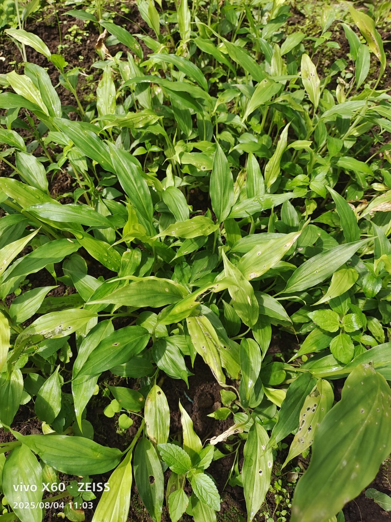 新草果苗