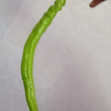 大方鸡爪辣椒生辣椒