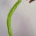 大方鸡爪辣椒生辣椒