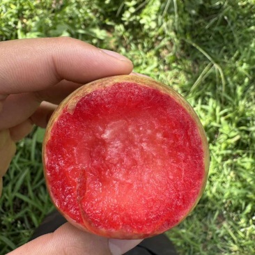 空运，一件代发，新疆恐龙蛋皮薄肉厚