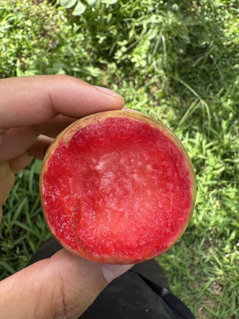 空运，一件代发，新疆恐龙蛋皮薄肉厚