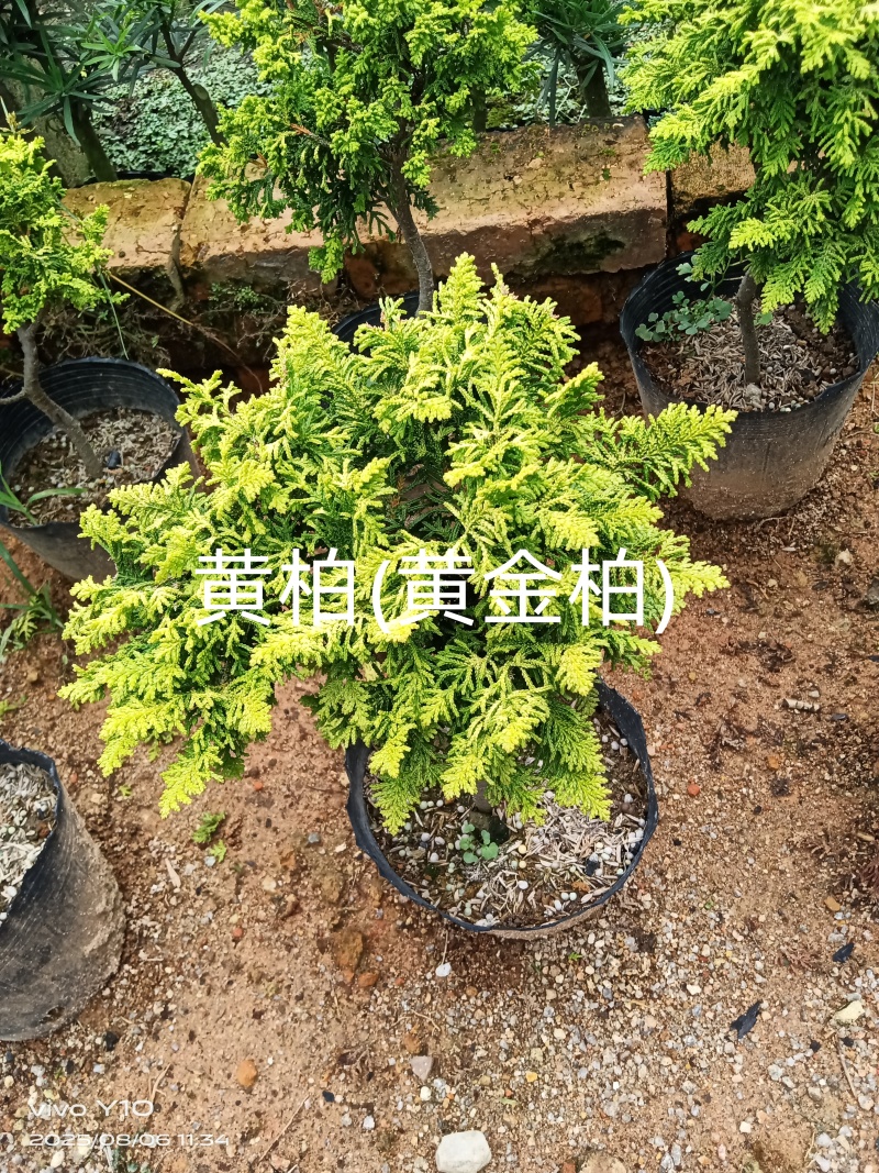 黄柏23杯