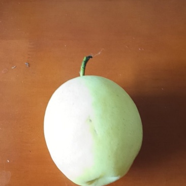 砀山梨