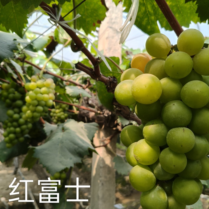 夏黑葡萄，阳光玫瑰，红富士，玫瑰香，金手指，巨峰