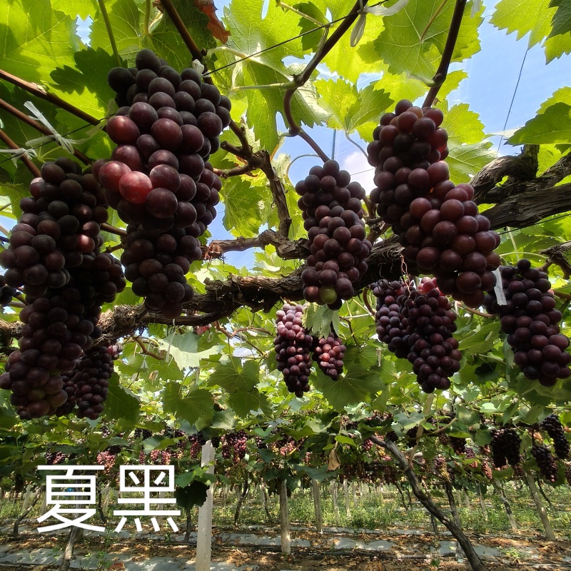 夏黑葡萄，阳光玫瑰，红富士，玫瑰香，金手指，巨峰