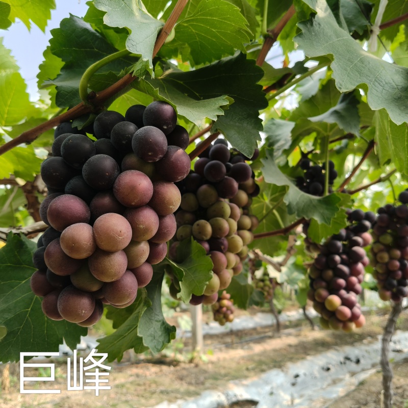夏黑葡萄，阳光玫瑰，红富士，玫瑰香，金手指，巨峰