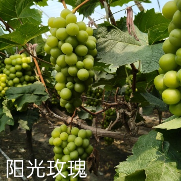 夏黑葡萄，阳光玫瑰，红富士，玫瑰香，金手指，巨峰