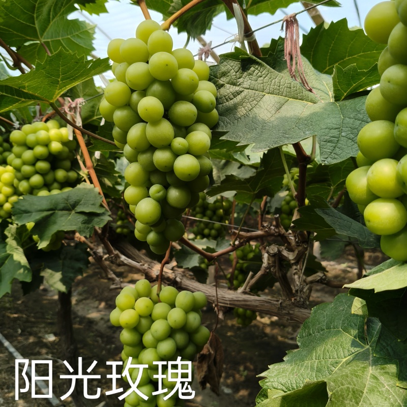 夏黑葡萄，阳光玫瑰，红富士，玫瑰香，金手指，巨峰