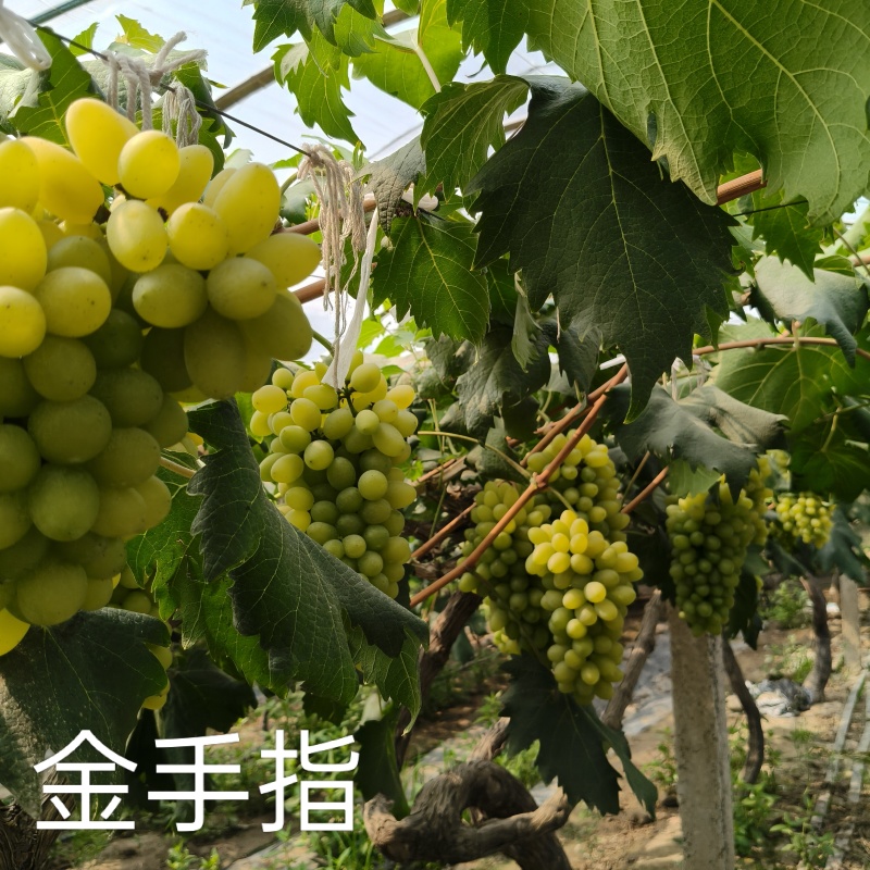 夏黑葡萄，阳光玫瑰，红富士，玫瑰香，金手指，巨峰