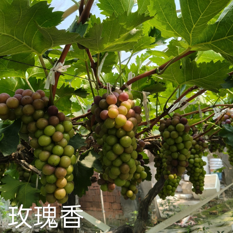 夏黑葡萄，阳光玫瑰，红富士，玫瑰香，金手指，巨峰