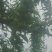 清脆李
