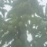 清脆李
