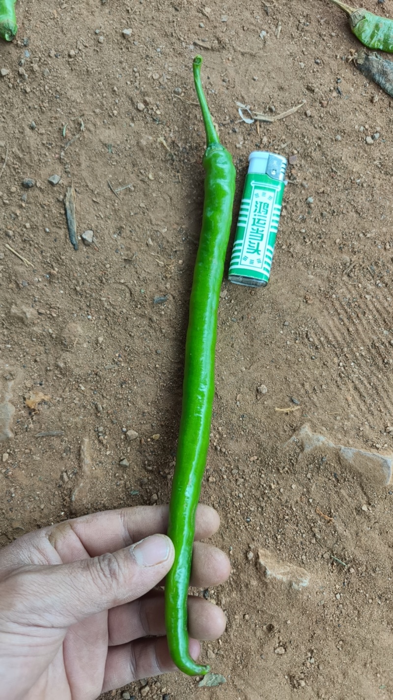 鲜线椒
