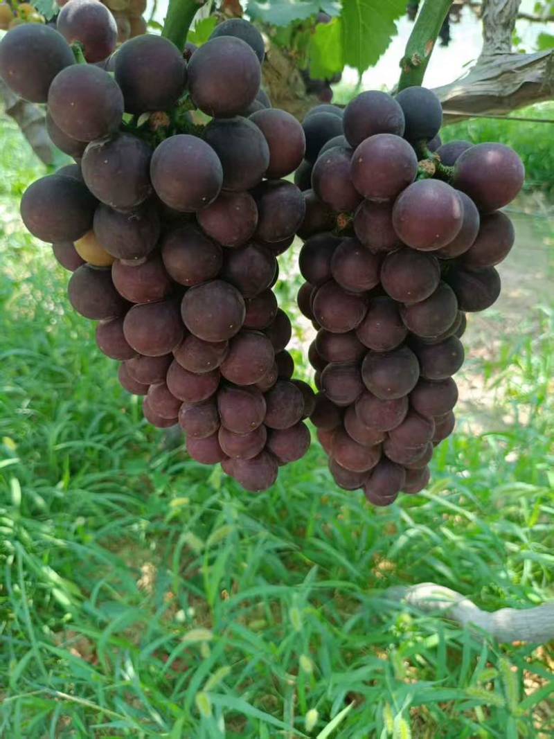 户太葡萄