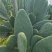 仙人掌🌵