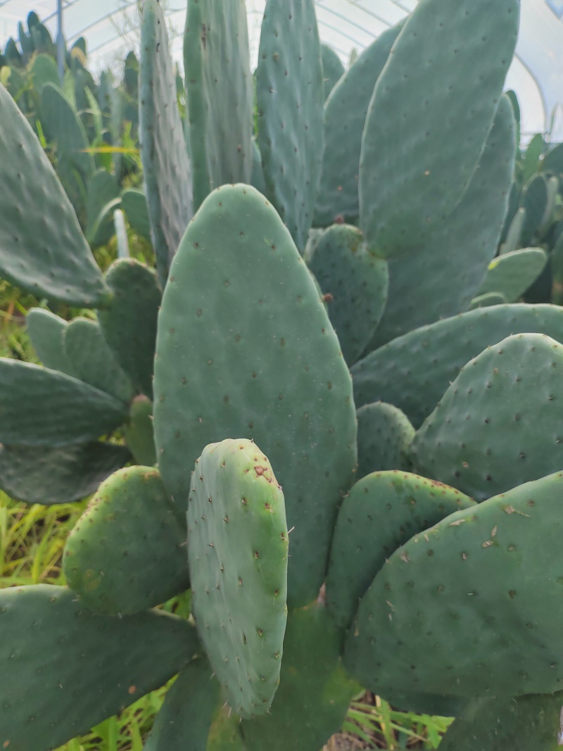 仙人掌🌵