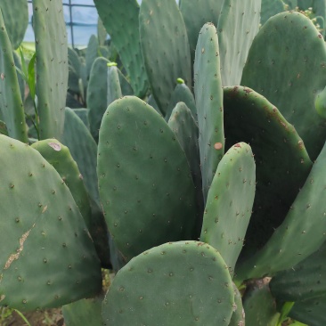 仙人掌🌵