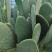 仙人掌🌵
