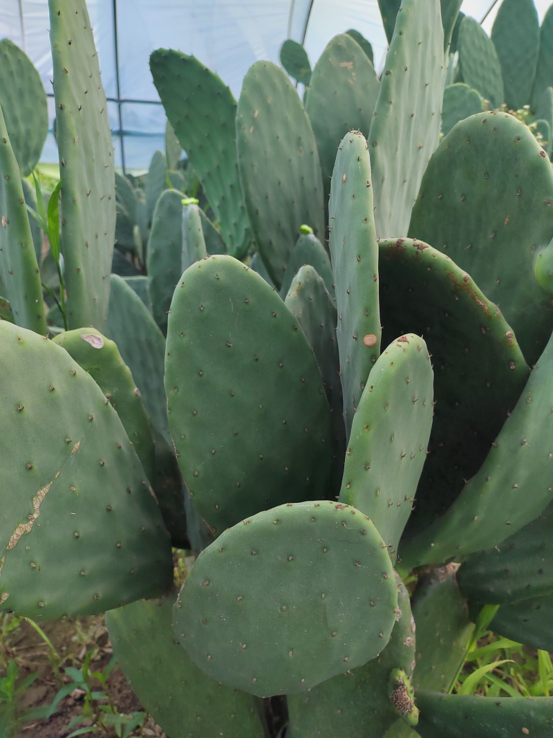 仙人掌🌵
