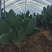 仙人掌🌵