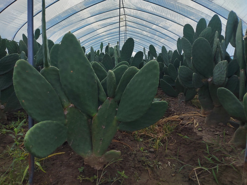 仙人掌🌵