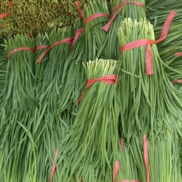 韭菜