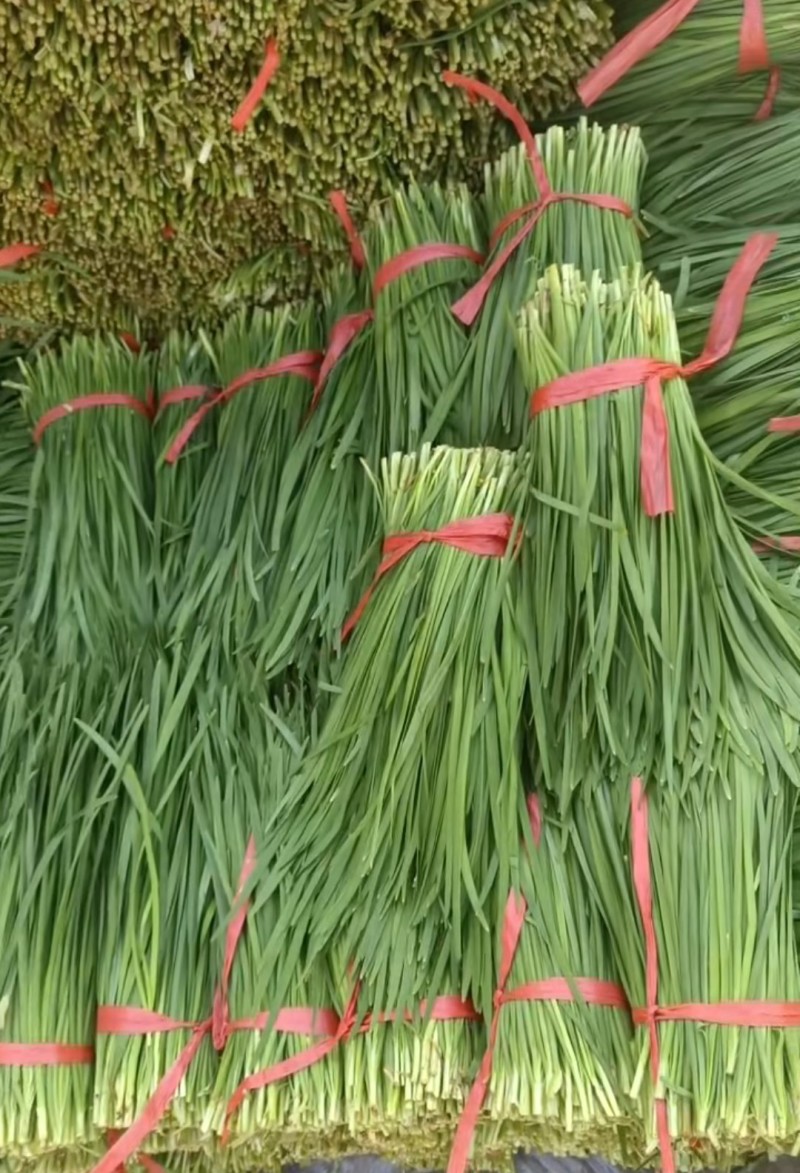 韭菜