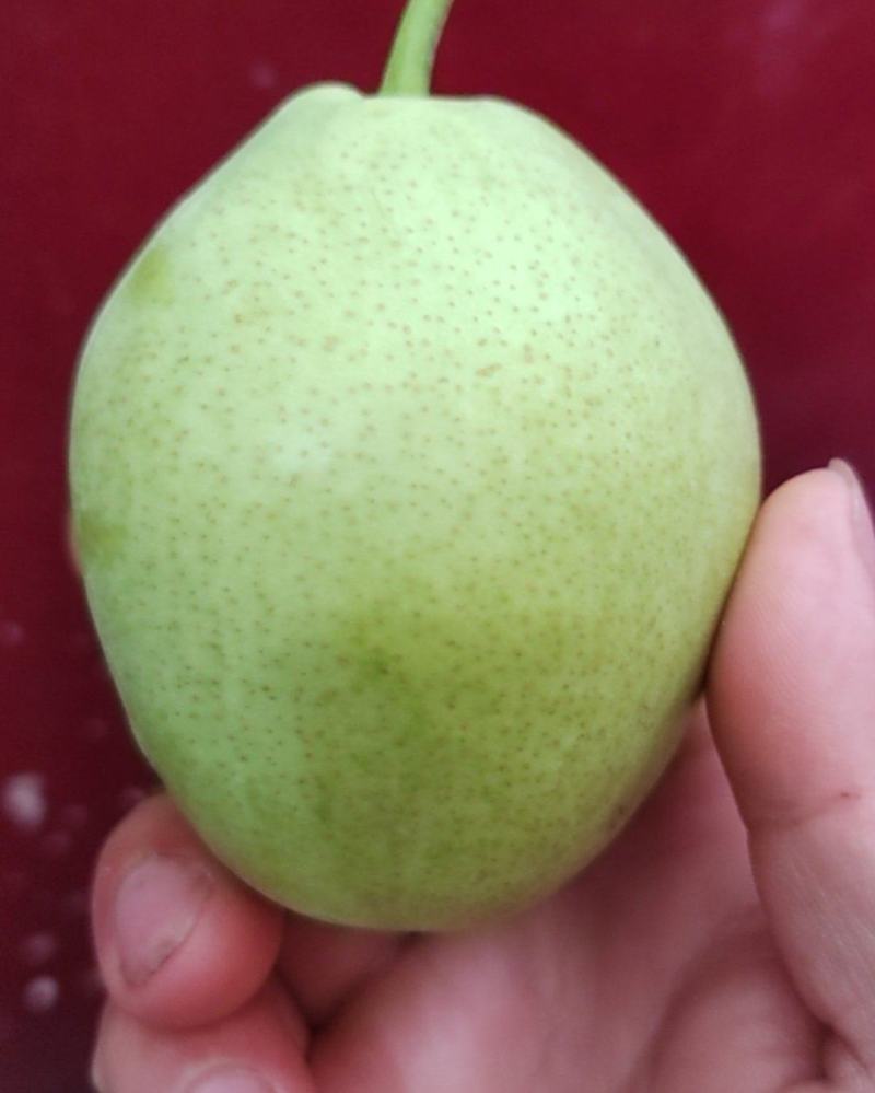 早酥梨