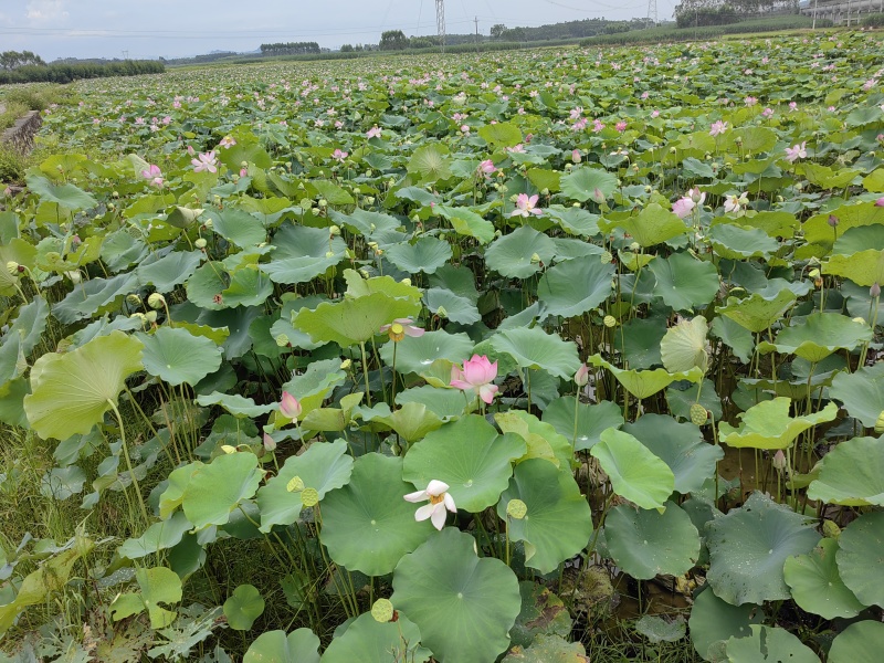 广西来宾市兴宾区良江新鲜莲蓬