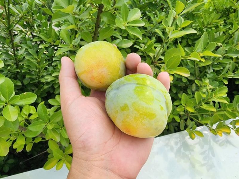 青奈脱骨李