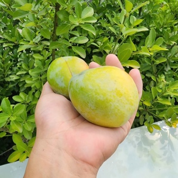 青奈脱骨李