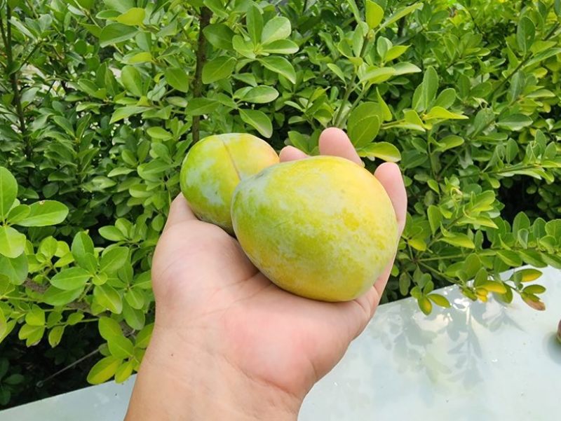 青奈脱骨李
