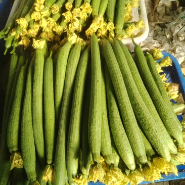 中绿精品丝瓜