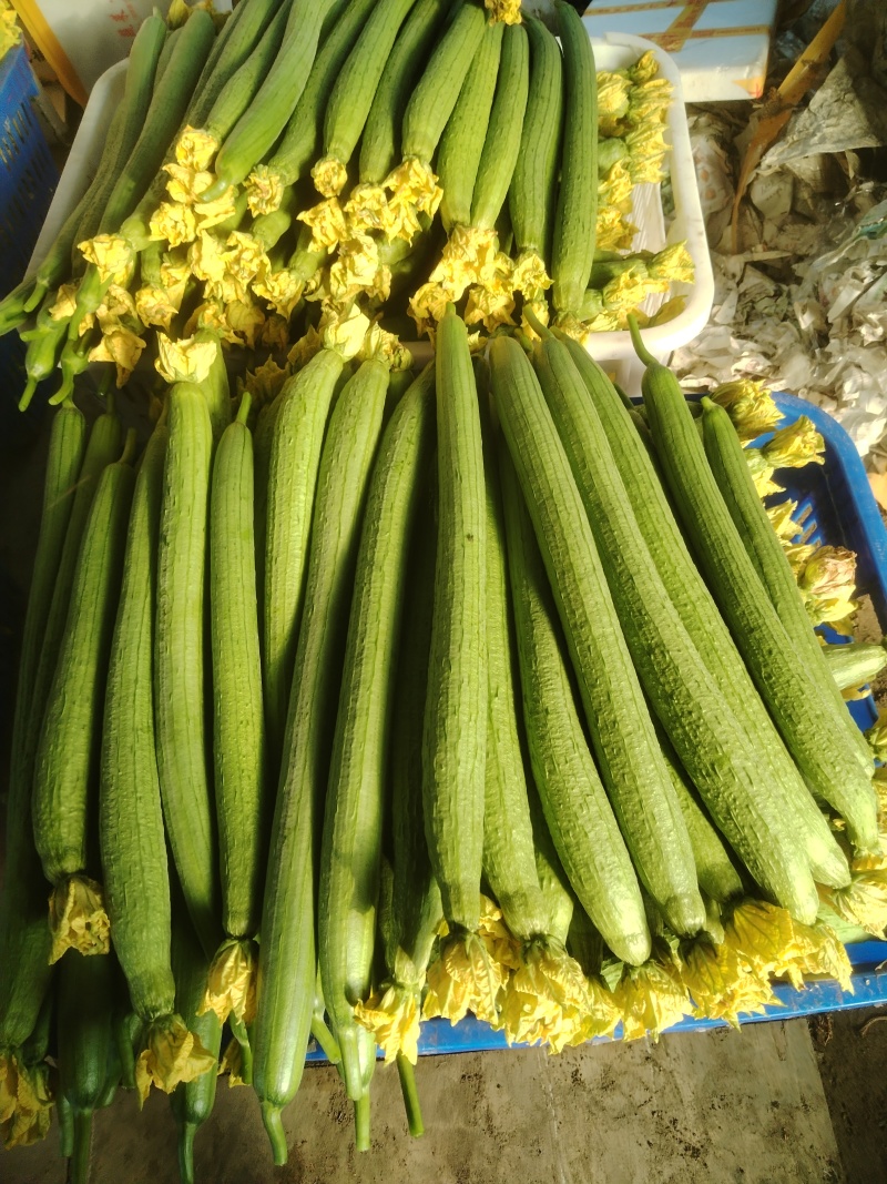 中绿精品丝瓜