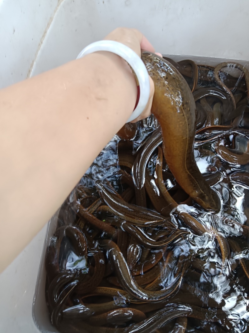自己抓的黄鳝和其他副食品