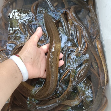 自己抓的黄鳝和其他副食品