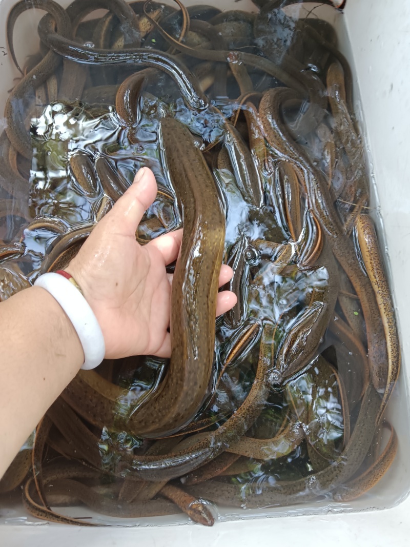 自己抓的黄鳝和其他副食品