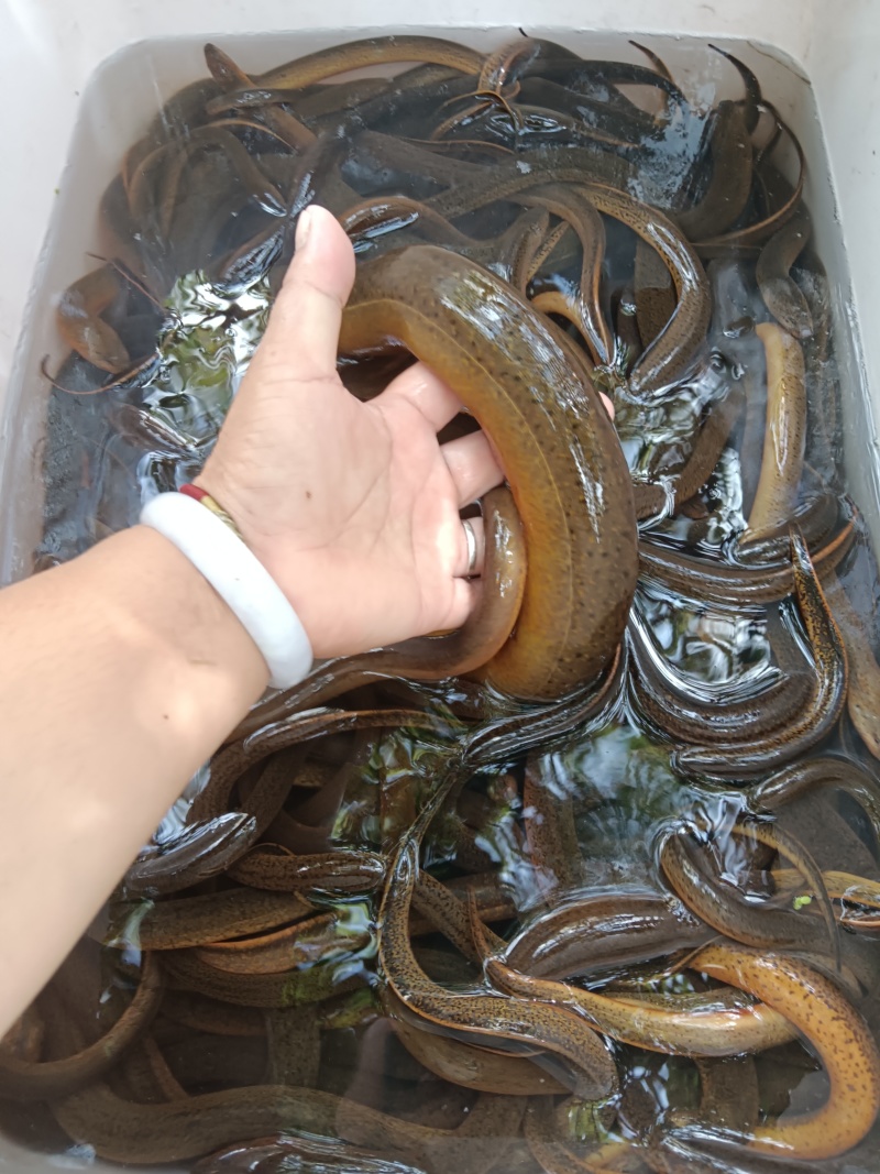 自己抓的黄鳝和其他副食品