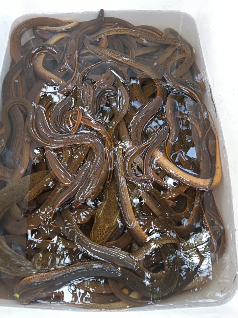 自己抓的黄鳝和其他副食品