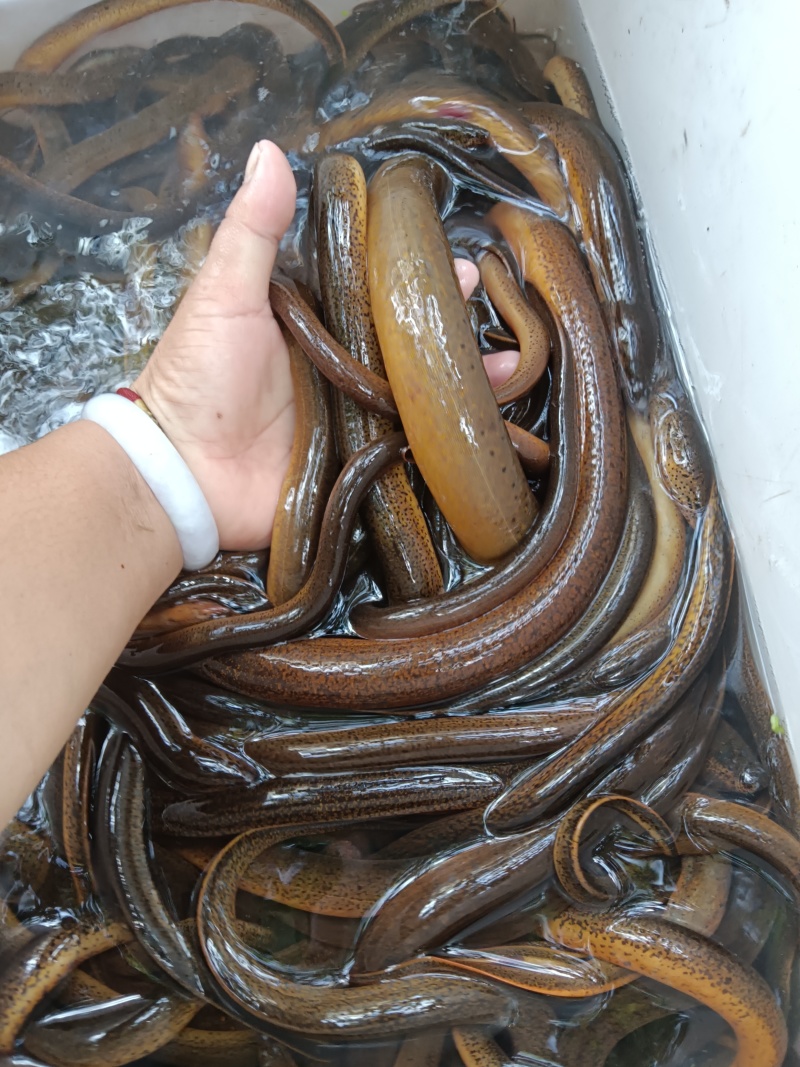 自己抓的黄鳝和其他副食品