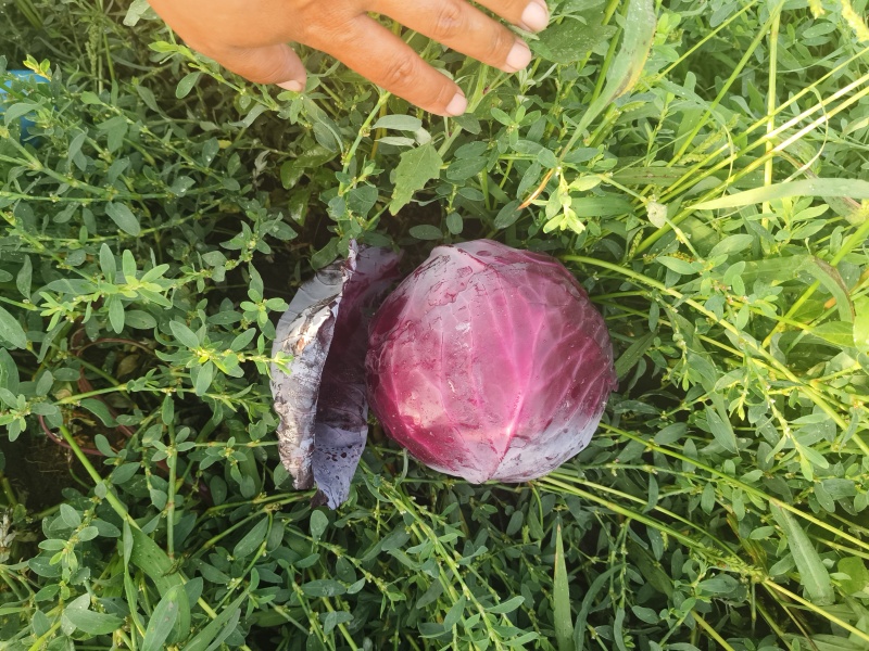 紫甘蓝