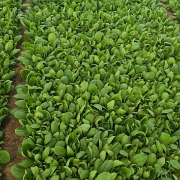油菜花