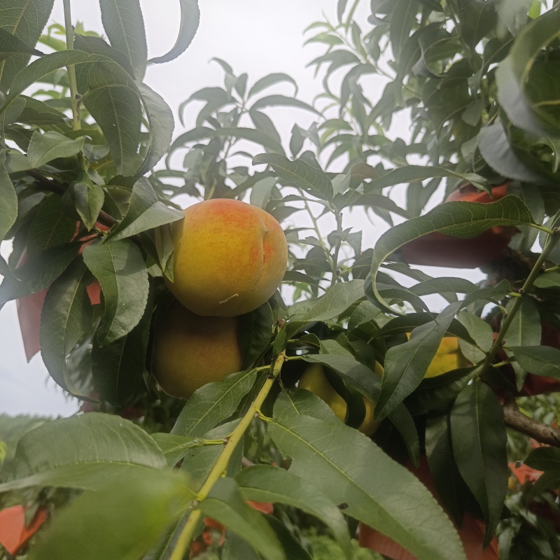 锦绣黄桃